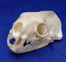 Genuine animal skull for sale  LONDON