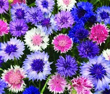 1100 seeds cornflower for sale 1100 seeds cornflower for sale  READING