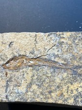 Poisson fossile excellent d'occasion  Carantec