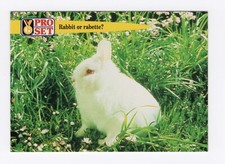 netherland dwarf comprar usado netherland dwarf comprar usado Enviando para Brazil