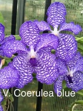 Vanda coerulea species for sale  Bonita Springs