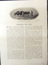 Old ploughing oxen for sale  UK