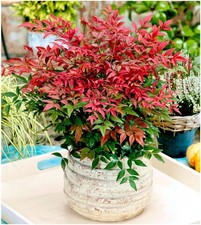 Litre nandina domestica for sale  PRESTON