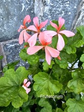 Pelargonie geranie pelargonium gebraucht kaufen  Naila