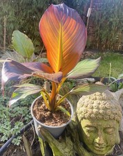 Ensete ventricosum maurelli gebraucht kaufen  Duisburg