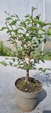 bonsai topf gebraucht kaufen bonsai topf gebraucht kaufen Solingen