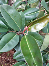 Live rubber tree for sale  Sanford