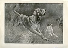 Otterhound otter hound for sale  UK