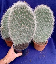 Extra large opuntia for sale  PENZANCE