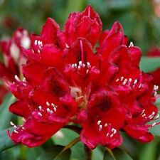 Rhododendron lord roberts for sale  YORK