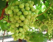 White grape vine for sale  GLASGOW