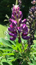 lupinen samen gebraucht kaufen lupinen samen gebraucht kaufen Münsing