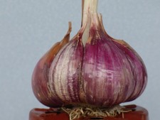 Knoblauch sibirischer knoblauc gebraucht kaufen  Sonneberg
