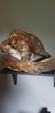 taxidermy birds of prey for sale taxidermy birds of prey for sale DERBY