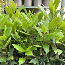 Laurus nobilis evergreen for sale  DEREHAM