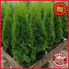 135 160cm bushy for sale  OXFORD