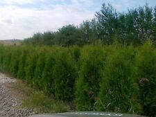 thuja brabant  160-180 cm tuja ""occidentalis brabat" na sprzedaż  PL