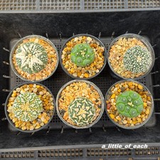 Astrophytum kikko type for sale  Shipping to United Kingdom