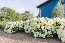 shrub hydrangea for sale shrub hydrangea for sale Milton Freewater