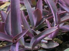 Tradescantia pallida purple for sale  HORSHAM