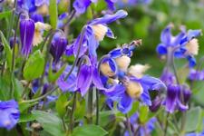Clematis integrifolia blue for sale  RICHMOND