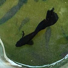 Live guppy fry for sale  Long Beach