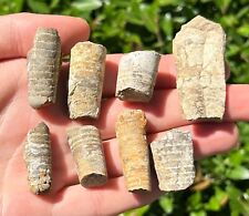 Fossil cephalopod nautiloid for sale  Coppell