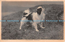 R373894 prize dogs for sale  WARLINGHAM