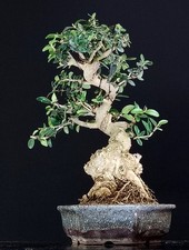 bonsai olivastro usato bonsai olivastro usato Cison di Valmarino