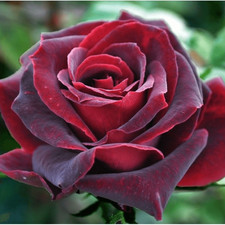 Rose black baccara for sale  UK