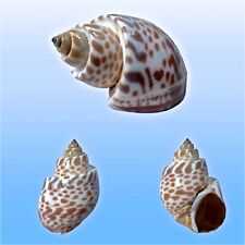 Babyloniidae babylonia spirata usato  Roma