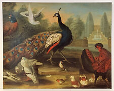 Ornamental garden peacock for sale  STOURPORT-ON-SEVERN