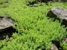 80002485 sedum hispanicum gebraucht kaufen  Reutlingen