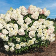 Gal. hydrangea sweet for sale  Dover