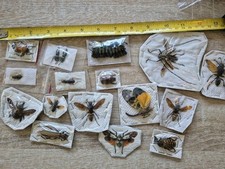 Taxidermy insect job for sale  BIRMINGHAM