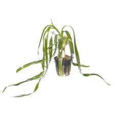 Crinum thaianum tropica for sale  MANSFIELD