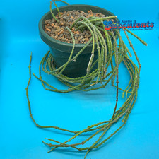 succulents bundle pot for sale succulents bundle pot for sale Austin