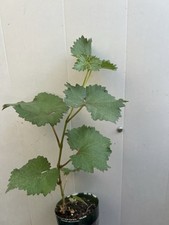 Kyoho grape plant for sale  Baldwin Park