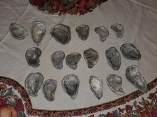 Shells crafts 3.5 for sale  Columbia
