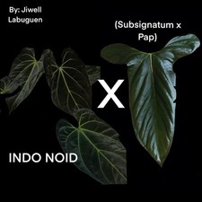 Anthurium noid germinated for sale  Tolleson