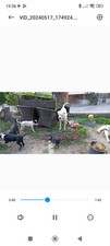 Cuccioli bellissimi meticci usato  Cagli