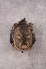 Collard peccary javelina for sale  Wrightstown