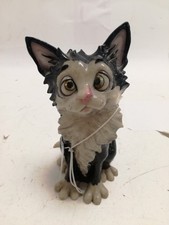 pets personality cats for sale  RUGBY