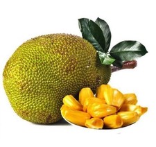 Jack fruit live for sale  Columbus