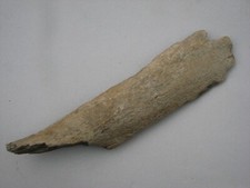 Fossil mammoth leg for sale  KING'S LYNN