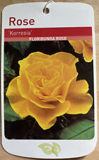 Korresia bareroot rose for sale  WISBECH