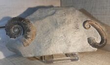 Unique ammonites déroulées d'occasion  Boussens