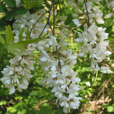 Robinia pseudoacacia seeds for sale  GODALMING