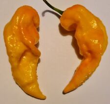 Semi peperoncino naga usato  Verrayes