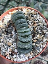 Haworthia truncata rare for sale  Murrieta